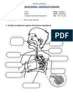 Ciencias - Natalia Gutiérrez - Sistema Respiratorio