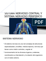 Sistema Nervioso Central y Sistema Nervioso Periferico. Psicol 3 - 20190826222601
