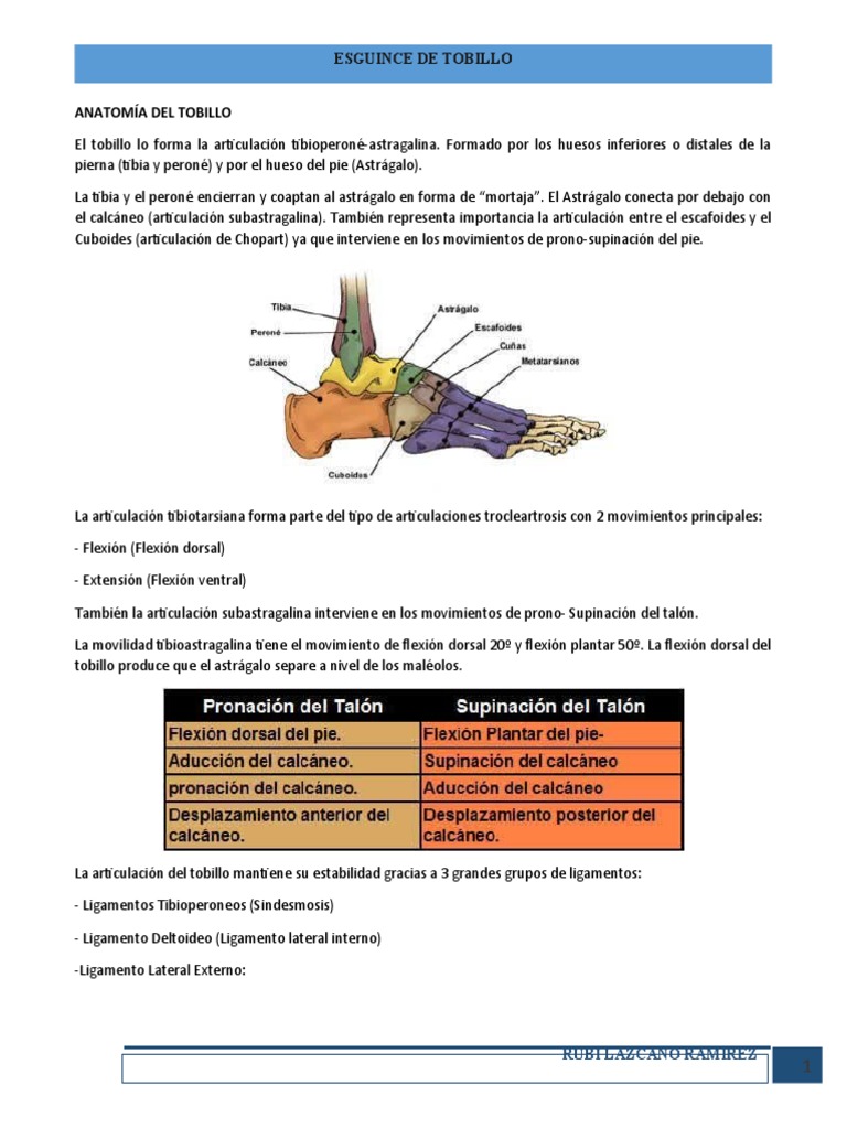 esguince-de-tobillo-anatom-a-y-clasificaci-n-pdf-tobillo-ciencia