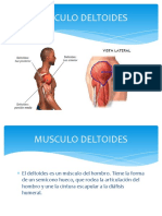 Musculo Deltoides