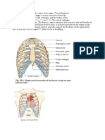 The term thorax