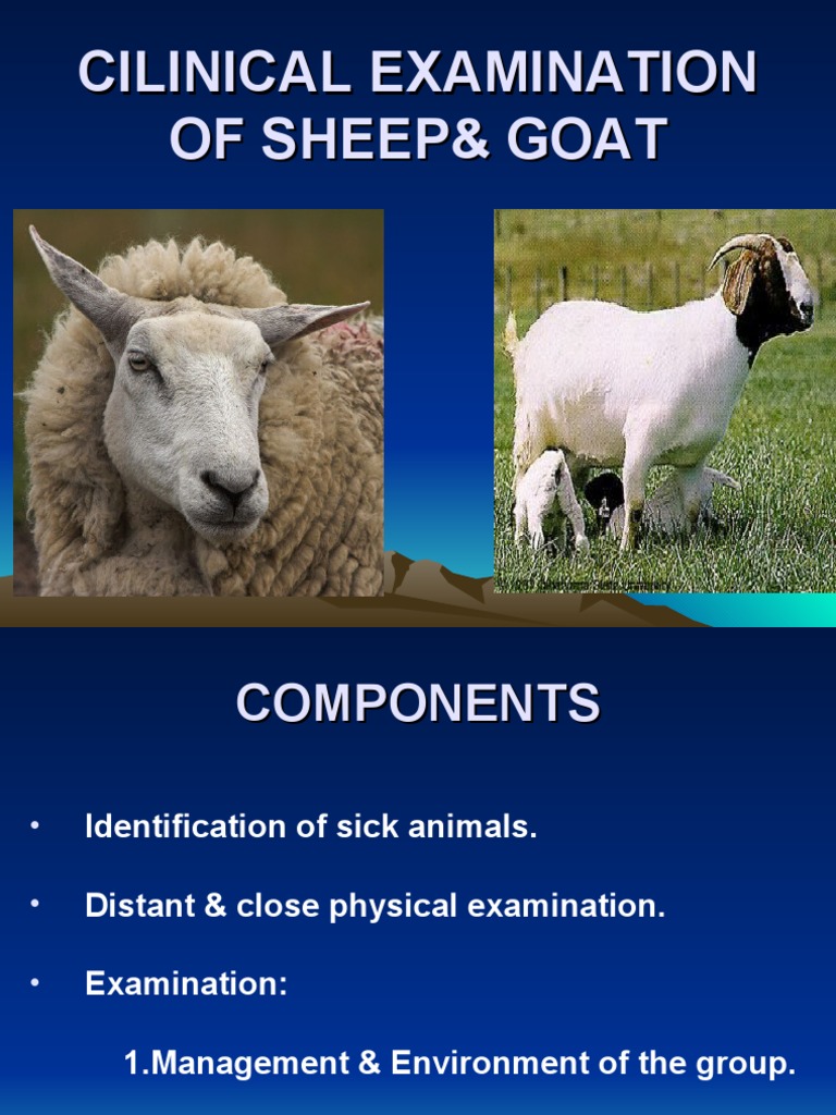 Clinical Examination of Sheep & Goats | PDF | Sheep | Physical Examination