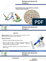 Practica 1 Mitosis