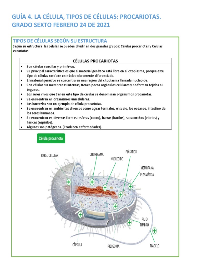Guía 4 Tipos de Células - Células Procariotas | PDF | Biología Celular ...
