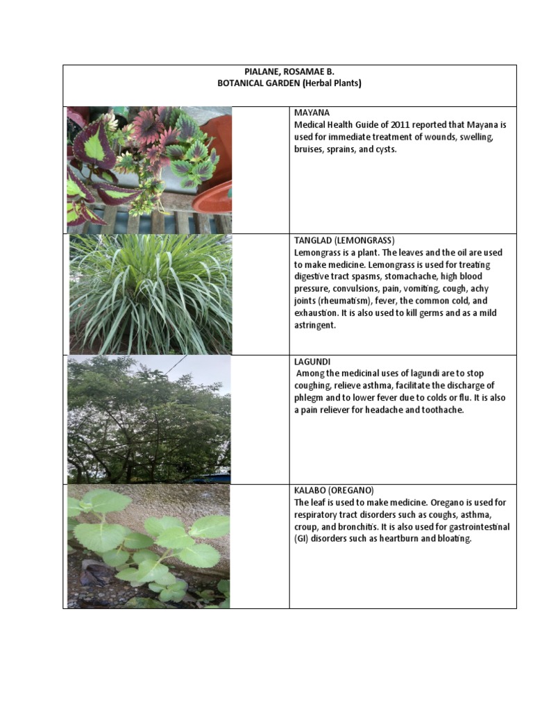 Botanical Garden | PDF, image size:768x1024