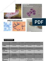 Protozoarios-clasificación SEMINARIO 1