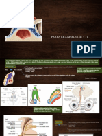 Pares Craneales Iii y Iv MVHH-R2