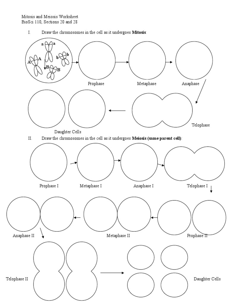 mitosis-and-meiosis-worksheet-pdf