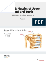 Review Session 3 - Bones Muscles of Upper Limb and Trunk