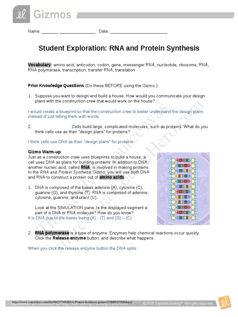 protein synthesis case study gizmo answer key