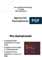 Agarose Gel Electrophoresis: Genetics and Molecular Biology 3 Stage MLT Department