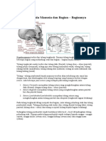 Anatomi Kepala Manusia Dan Bagian