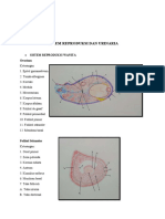 SISTEM REPRODUKSI DAN URINARIA