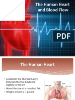 The Human Heart and Blood Flow