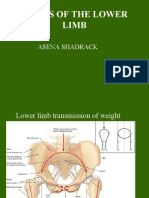 Anatomy of the Pelvis and Hip Joint