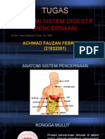 Anantomi Sistem Digestif
