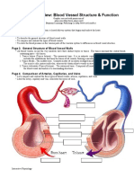 Anatomy Review: Blood Vessel Structure & Function: Page 1. Introduction Page 2. Goals