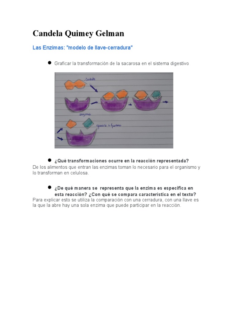 Las Enzimas Modelo de Llave-Cerradura | PDF