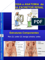 Anatomia Rins