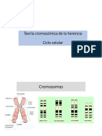 II - Teoría Cromosómica de La Herencia - Ciclo - Ce - Celular