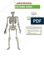 El Sistema Oseo