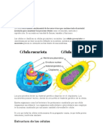 Célula y Su Importancia