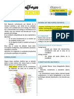 Anatomía de la faringe