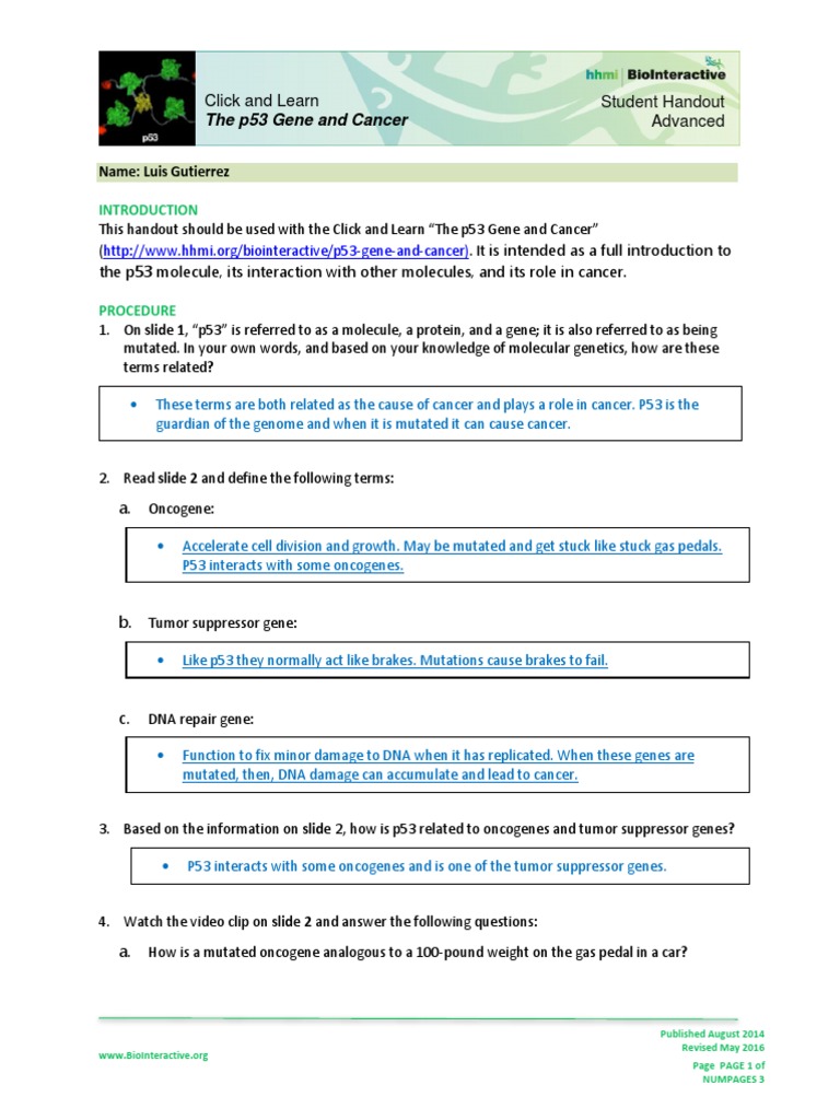 HHMI - The p53 Gene and Cancer | PDF | P53 | Cell Cycle