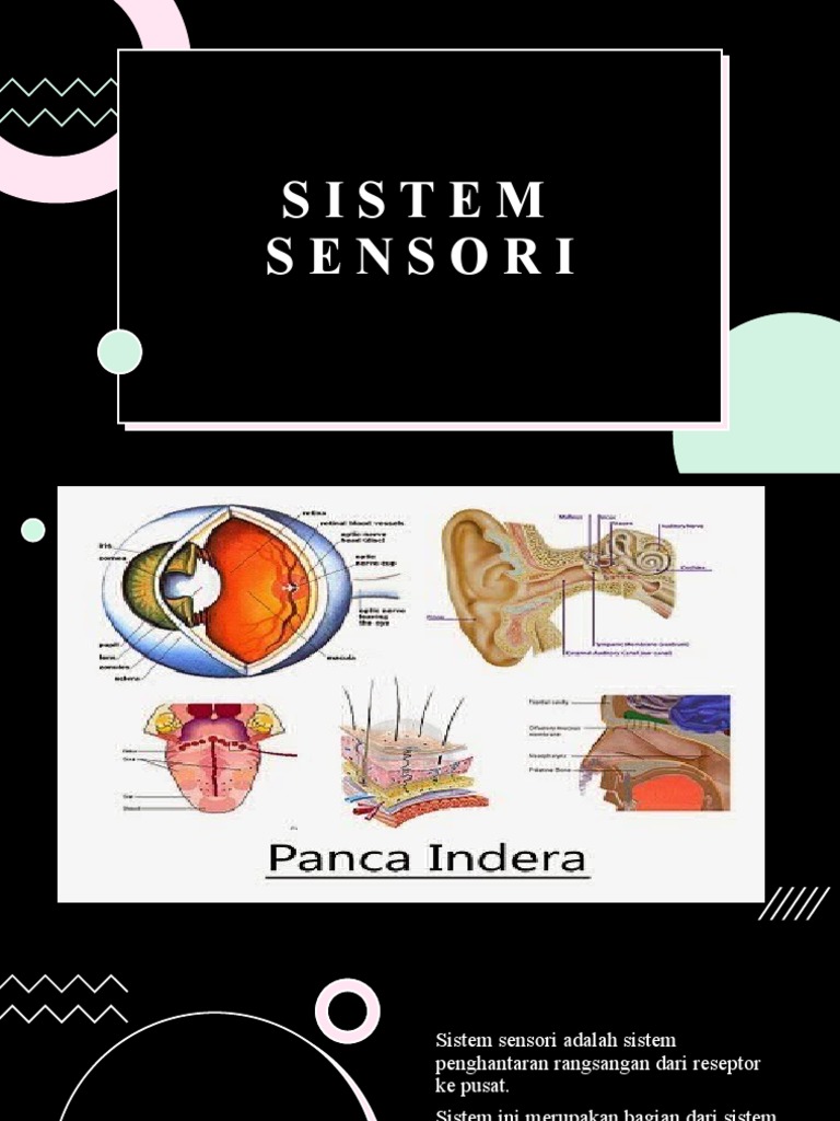 Fungsi dan Anatomi Sistem Sensorik | PDF | Sains & Matematika