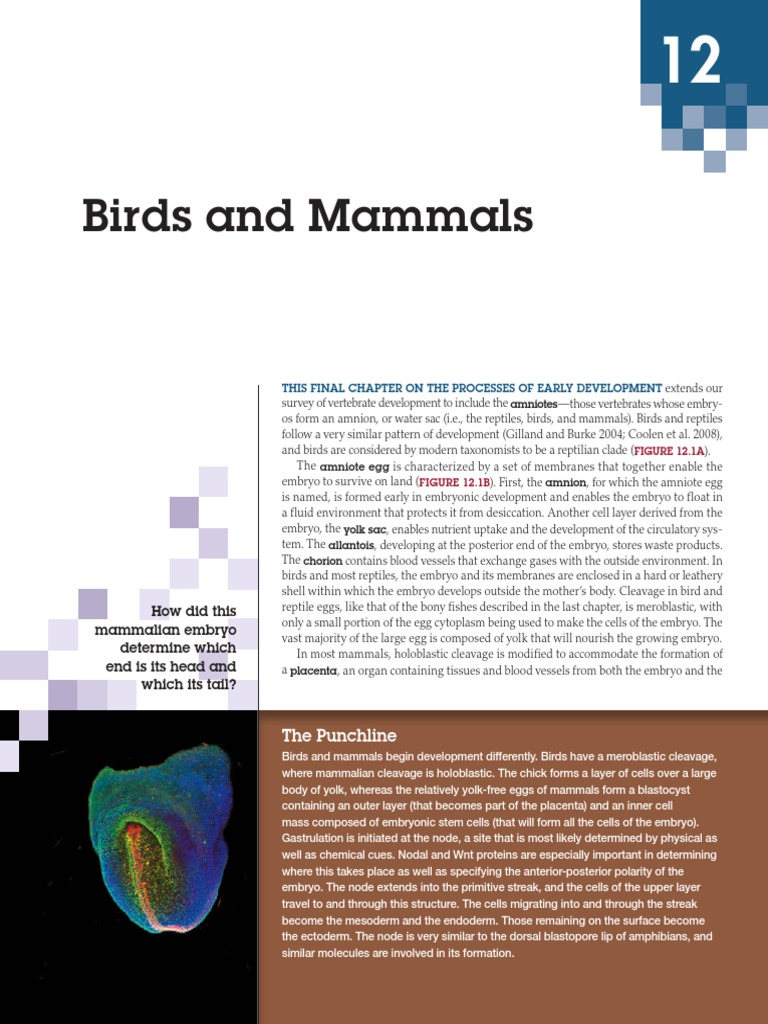 Birds and Mammals Embryo Development | PDF | Zoology | Biological Processes