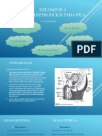 Kel.1 Sistem Reproduksi Pada Pria