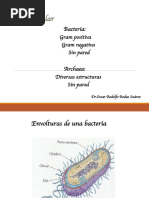 Estructura de la Pared Celular Bacteriana | PDF | Bacterias Gram ...