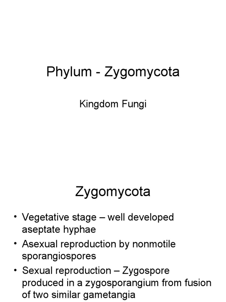 Phylum Zygomycota Kingdom Fungi PDF Fungus Spore