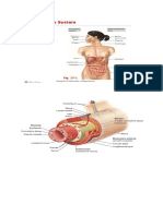 Digestive System Summary Diagrams & Worksheet