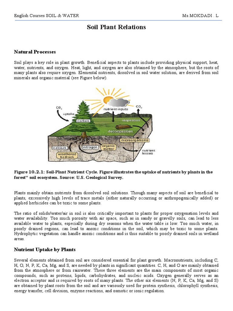 3ème Cours - The Relationship Between The Soil and The Plant | PDF ...