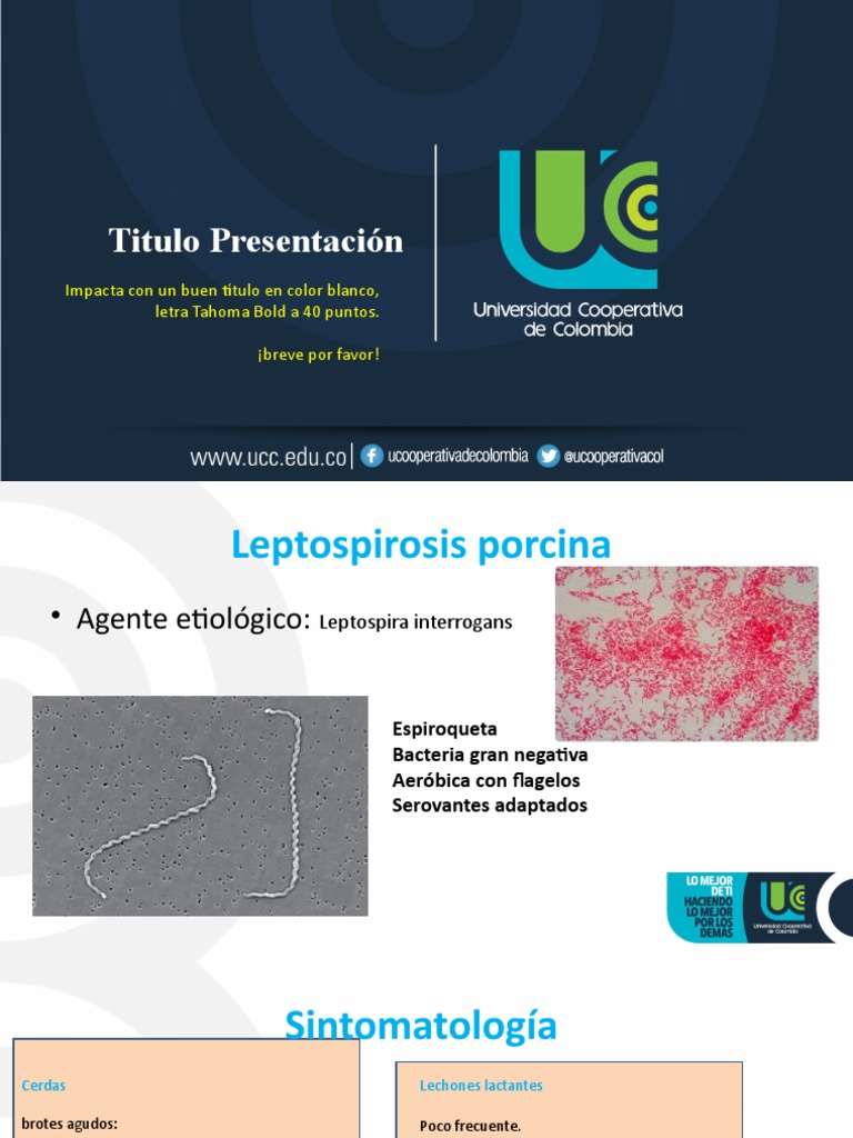 Leptospirosis Porcina | PDF