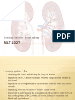MLT 1027 Learning Outcome 14 Renal Urinary