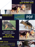 Tick Paralysis in Dog-Dr - Jibachha Sah