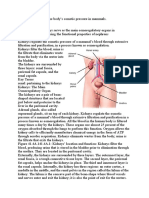 The Kidneys Regulate The Body