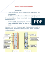 Circulația Sevei Brute Și Elaborate Prin Plantă