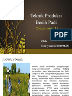 Produksi Benih Padi