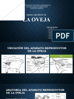 Aparato Reproductor de La Oveja