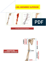 Anatomía del miembro superior: huesos y articulaciones