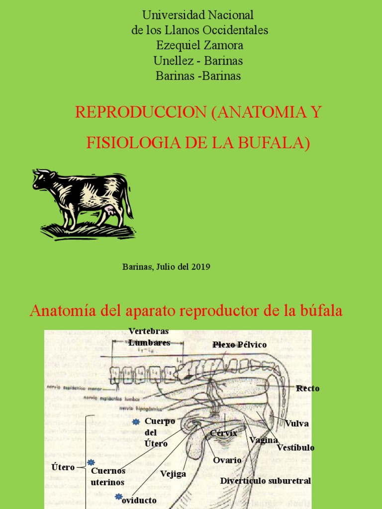 Anatom a Reproductiva De La B fala PDF Vagina tero