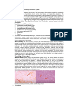 Describe and Explained Organs Belong To Endocrine System