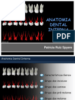 Anatomia Dental Interna