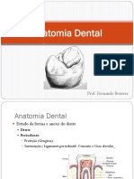 Anatomia Dental