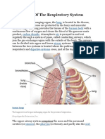 The Design of The Respiratory System: Lung Human Body Carbon Dioxide Air Airway Digestive Systems Larynx