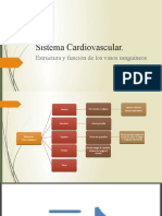 5.3 Estructura y Función de Vasos Sanguíneos