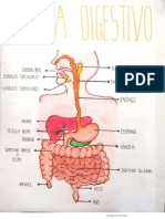 Aparato Digestivo